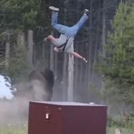 Bisonte en Yellowstone