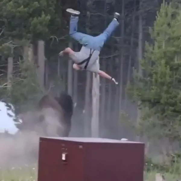 Bisonte en Yellowstone