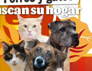imagen nota inferior