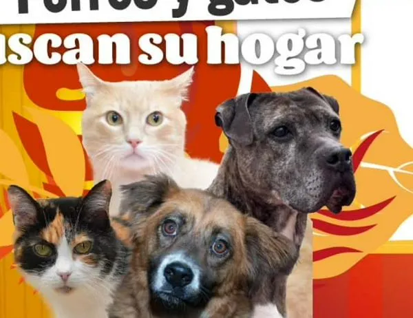 ¡Ayuda a ubicarlos! Estos perros y gatos se perdieron y sus familias los están buscando en Bogotá 