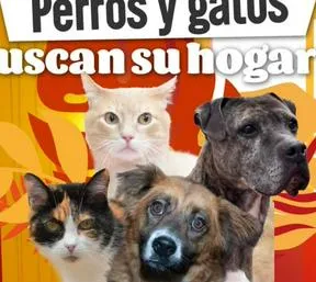 imagen nota