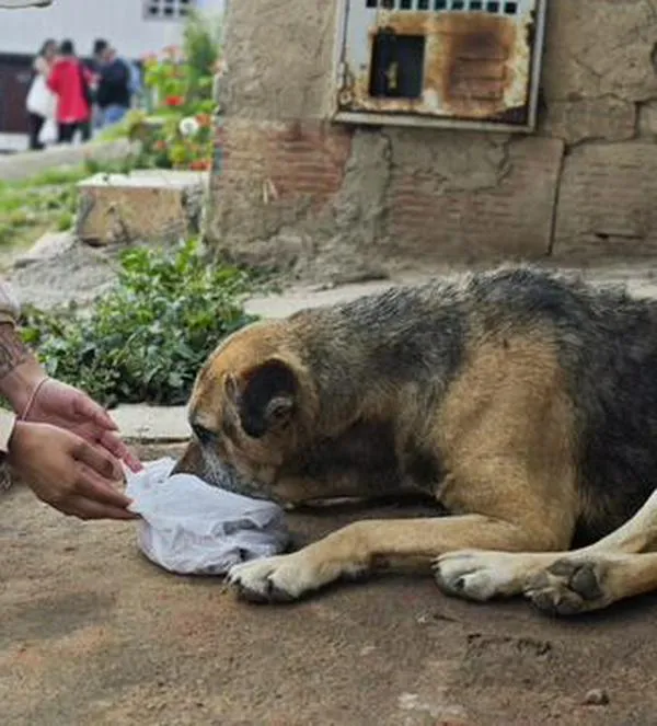 Un salvavidas para 83 mil animales sin hogar: Distrito rescata Casa Ecológica con inversión