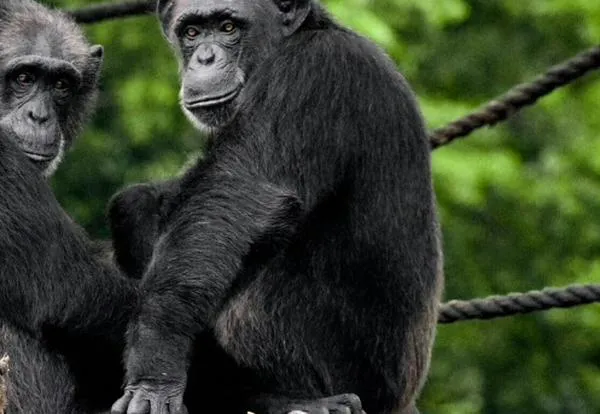 Día Mundial del Chimpancé: datos que explican por qué son los parientes más cercanos del ser humano