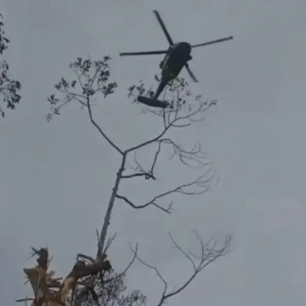 Campesino sufre en Antioquia: 43 vacas murieron por bombardeos del Ejército