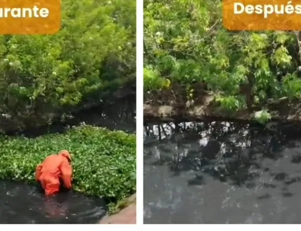 Extracción de cerca de 500 m² de buchón en el Humedal Jaboque en Bogotá  