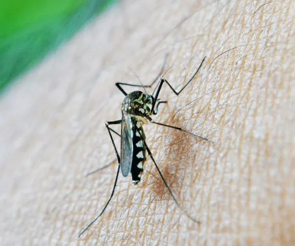 Avanza piloto de control del dengue en el Valle del Cauca: Este es el proceso