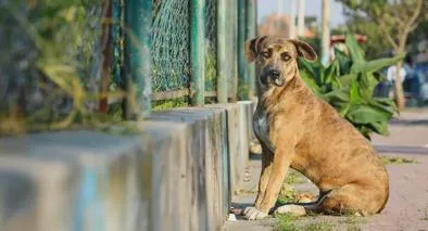 Mujer en Medellín mató al perro de su mamá al lanzarlo desde cuarto piso