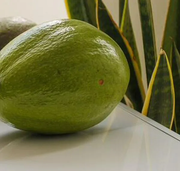 Diferencias entre aguacate hass y aguacate normal: ¿cuál escoger?
