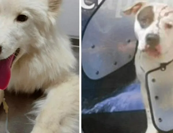 Fiscalía toma acciones judiciales contra agresores de animales en Bogotá, Cundinamarca y Caquetá 