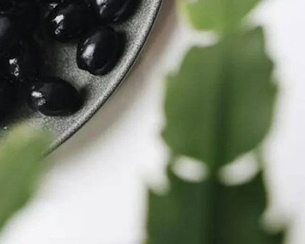 ¿Cuál es la diferencia entre aceitunas verdes y negras y cuáles escoger?