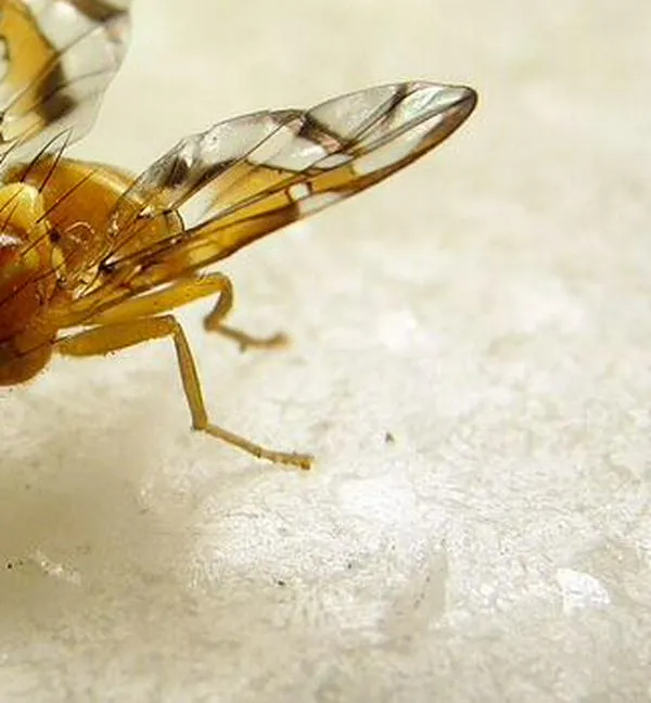 La mosca que obligó a cerrar todo un país y el arma con la que se liberó
