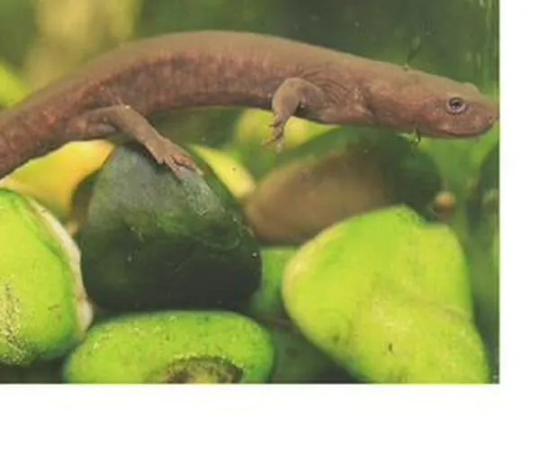 ¡Hay una nueva especie de anfibio para la ciencia!