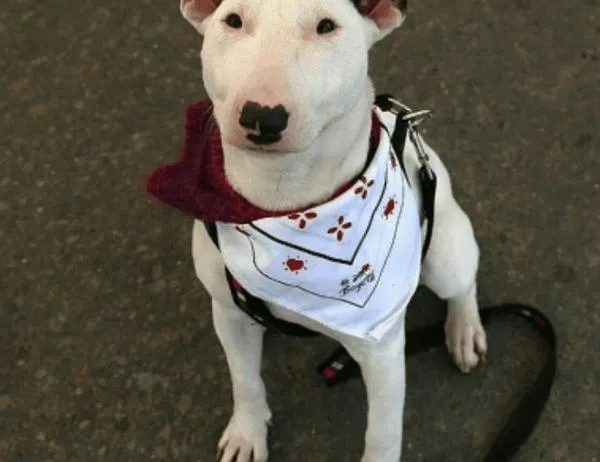 Bogotá cuenta con una plataforma digital para el registro obligatorio de perros de manejo especial 