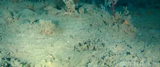 Aunque se creía muerto, científicos descubren que este arrecife de coral está lleno de vida 