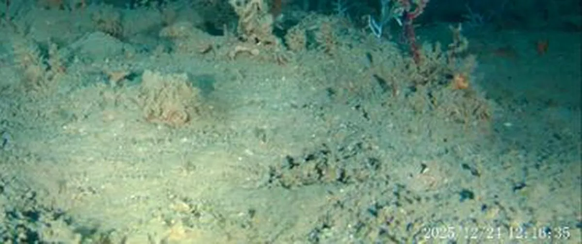 Aunque se creía muerto, científicos descubren que este arrecife de coral está lleno de vida