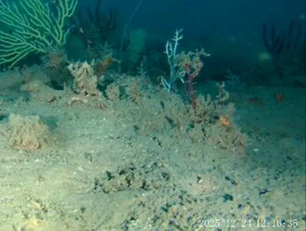 Aunque se creía muerto, científicos descubren que este arrecife de coral está lleno de vida 