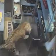 Momento en el que un jaguar ataca a un hombre en India