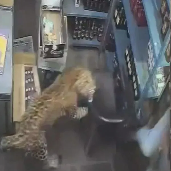 Momento en el que un jaguar ataca a un hombre en India