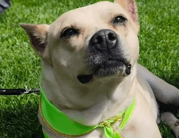 Participa en una nueva jornada de adopción de animales de compañía en Usaquén Plaza: asiste este viernes 24 de julio 