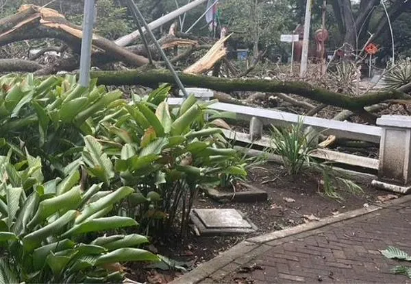 ¡Atención! Esta vía en el oeste de Cali se encuentra cerrada por caída de árbol