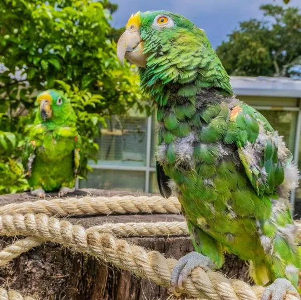Qué animales están prohibidos como mascotas en Bogotá: multas de más de $400.000