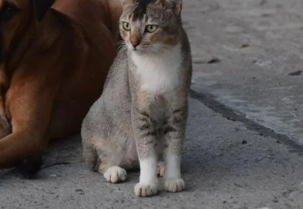 Gran jornada de adopción animal en Cali este fin de semana; así puede participar