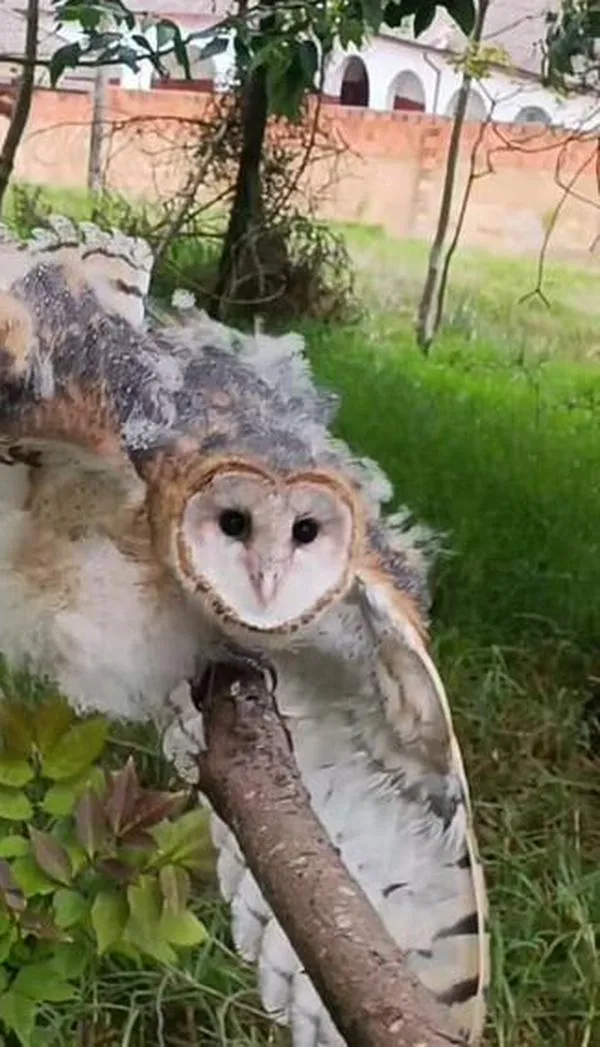 CAR liberó 43 animales silvestres en Soacha y Sibaté e inició 21 procesos sancionatorios