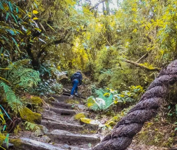 Recomendaciones que ayudan a proteger los Cerros Orientales de Bogotá durante el fenómeno de El Niño ¡Ayuda a proteger las zonas de reserva! 