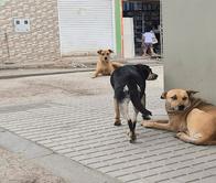 En el Día Mundial del Perro Callejero, Bogotá promueve la estrategia ´Vecino Buena Pata´ para su cuidado comunitario 