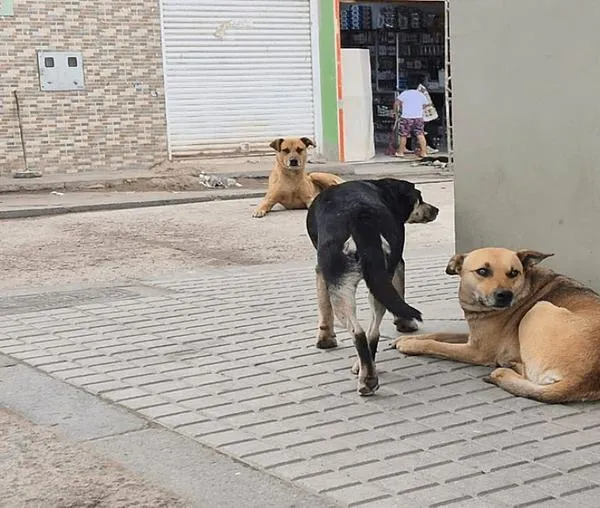 En el Día Mundial del Perro Callejero, Bogotá promueve la estrategia ´Vecino Buena Pata´ para su cuidado comunitario 