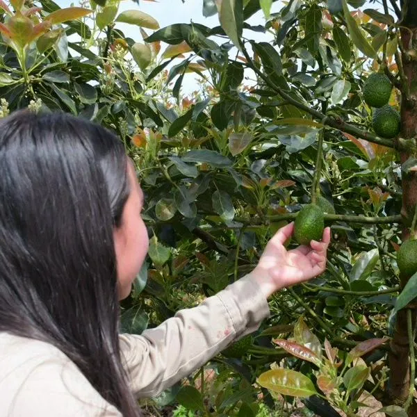 Exportaciones de Risaralda se desploman 18,1 % en mayo