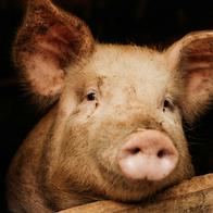 Adulto mayor murió luego de ser atacado por un cerdo en Colombia: cómo pasó