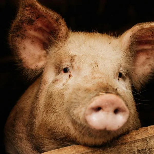Adulto mayor murió luego de ser atacado por un cerdo en Colombia: cómo pasó