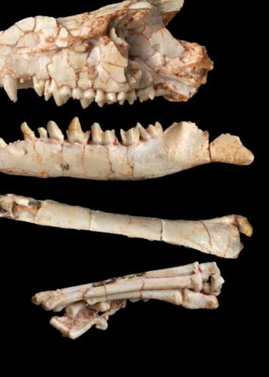 Un fósil resolvió un debate de más de 40 años sobre la evolución de los mamíferos