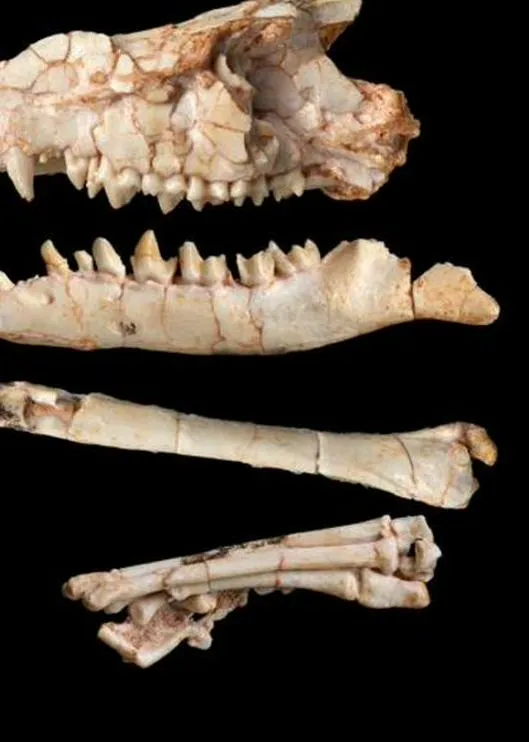 Un fósil resolvió un debate de más de 40 años sobre la evolución de los mamíferos