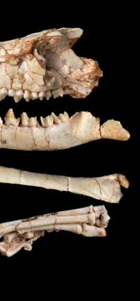 Un fósil resolvió un debate de más de 40 años sobre la evolución de los mamíferos