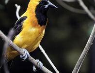 La magia natural de la vida silvestre de Bogotá se vive desde cada rincón de la capital 
