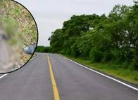 Hallaron un tigrillo sin vida en carretera del sur del Tolima