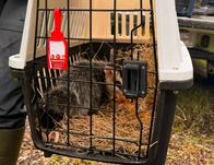Zarigüeyas, cusumbos y aves volvieron a la libertad en ecosistemas de Cundinamarca 