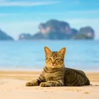 La historia de los cinco gatos que alteraron el ecosistema de la isla Marion 