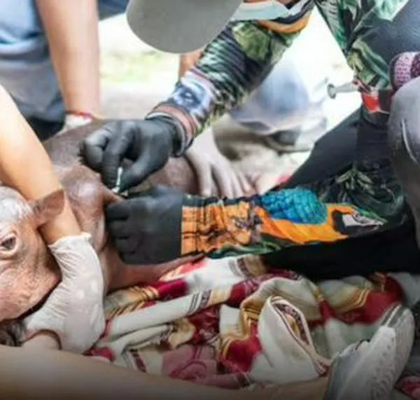 Rescate sin final feliz: murió la cría de hipopótamo hallada sola y desnutrida en Antioquia