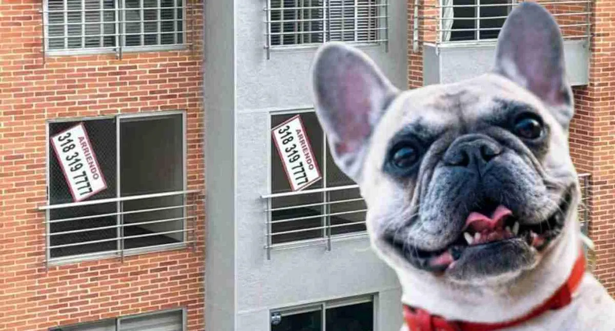 Personas con mascotas en conjuntos tendrían cambio en la propiedad horizontal que exigiría nueva ley