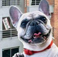 Personas con mascotas en conjuntos tendrían cambio en la propiedad horizontal que exigiría nueva ley