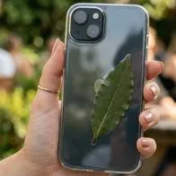 Hoja de laurel en la funda del celular: para qué sirve y qué significa el ritual