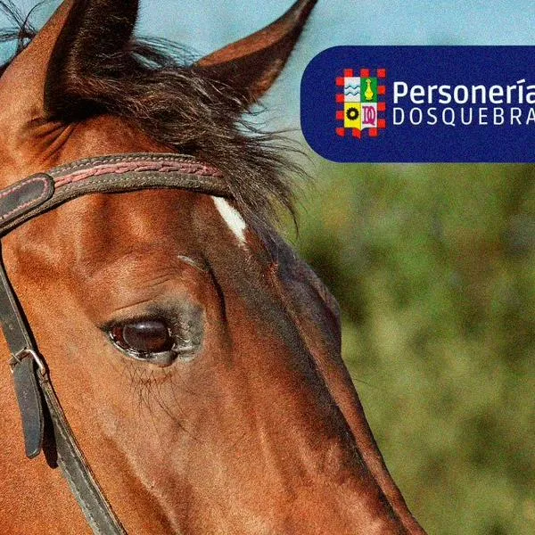 Personería vigilará bienestar animal durante Desfile a Caballo en Dosquebradas