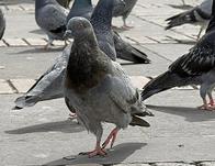 ¿Es recomendable alimentar las palomas de las plazas públicas de Bogotá? Esto dicen los expertos 