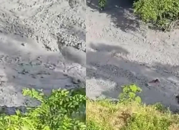 Animales quedaron atrapados tras la erupción de un volcán de lodo