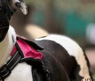 ¿Tiene perros o gatos en casa? Así puede protegerlos durante un terremoto