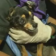  El momento del rescate con vida de una perrita entre los escombros en Cali