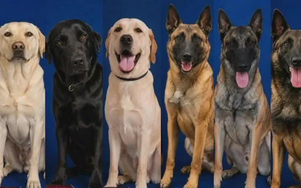 Ellos son los seis héroes de cuatro patas que buscan sobrevivientes entre los escombros